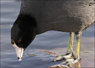 coot feet!