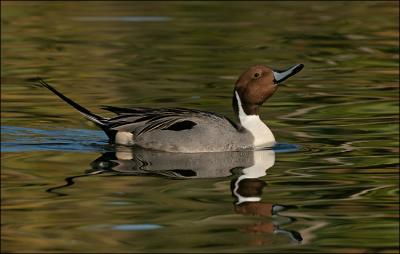 happy pintail