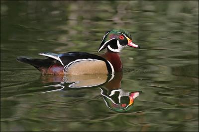 wood duck