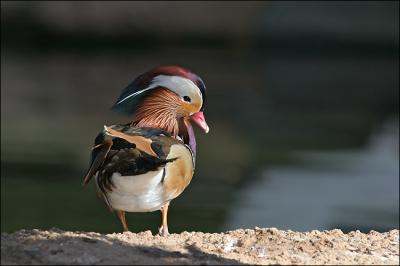 reflective mandarin