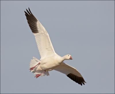 snow goose flight