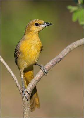 orchard oriole female