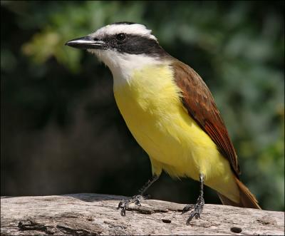 kiskadee