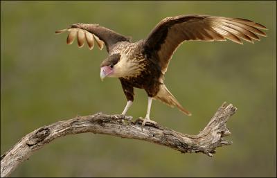 caracara wing spread