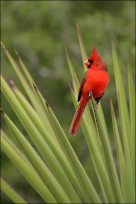 cardinal on yucca