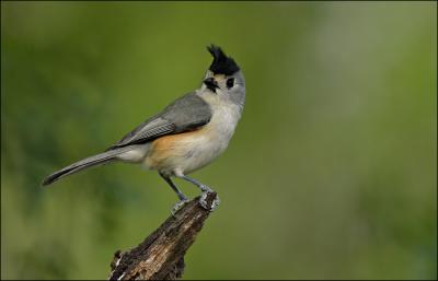 windy black crested timouse