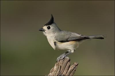 black crested timouse pose