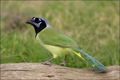 green jay