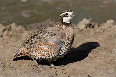 northern bobwhite male