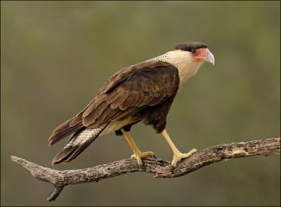 caracara