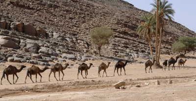 Algerian Pass - Sahara