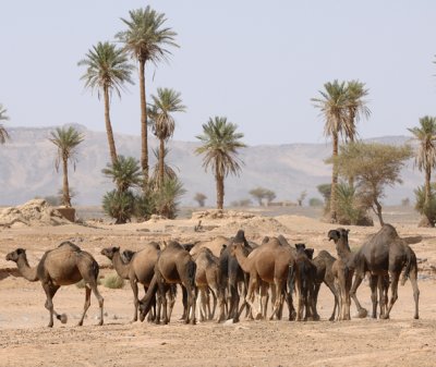 Algerian Pass - Sahara