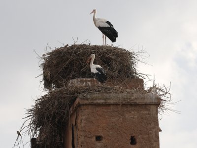 Storks - Marrakesh