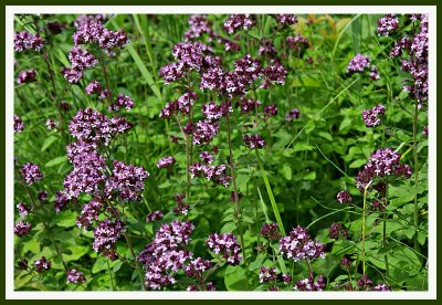 Garden Herbs