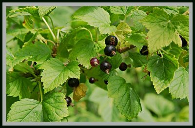 Black Currants