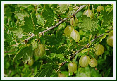 Garden Gooseberries