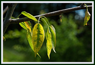 Pear Tree leaves