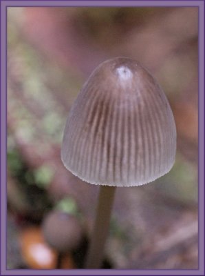 Marasmius