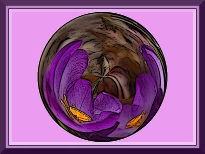 Crocus Fantasy
