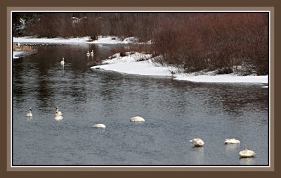 Swans at Cluculz Creek