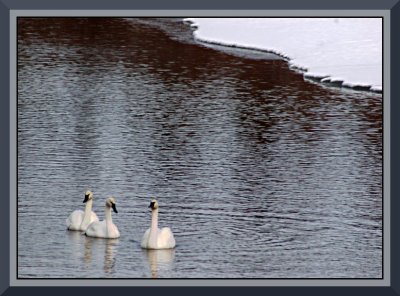 Swans at Cluculz Creek 2