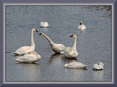 Swans at Cluculz Creek 3