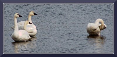 Swans at Cluculz Creek 4