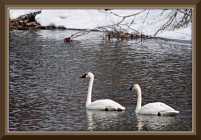 Swans at Cluculz Creek 5