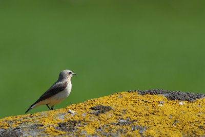 Northern Wheatear