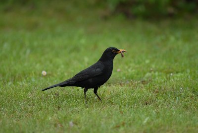 Blackbird - Feedingtime
