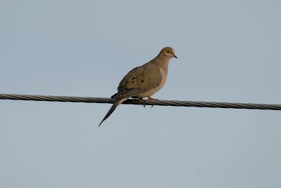 Mourning Dove