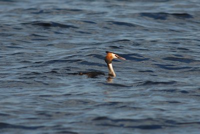 Loons to Grebes