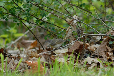 American Redstart, female