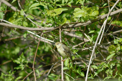 Blackpoll Warbler, female