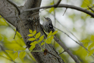 Black-and-white Warbler, female