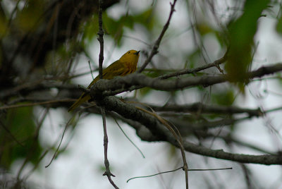 Yellow Warbler