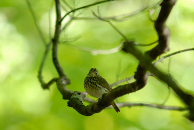 Ovenbird