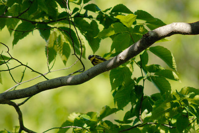 Magnolia Warbler