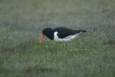 Oystercatcher