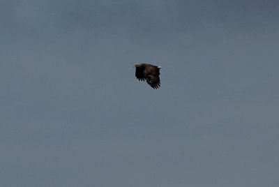 White-tailed Eagle