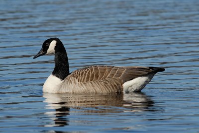 Swans, Geese and Ducks