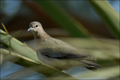 Laughing Dove (Streptopelia senegalensis)