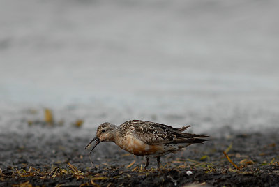 Red Knot - Adult