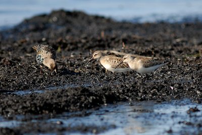 Curlew Sandpipers and Starling