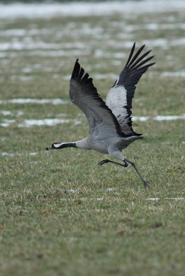 Common Crane -Taking off
