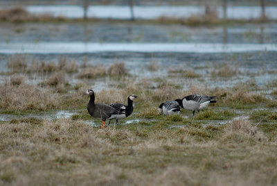 Presumed hybrid Barnacle X Lesser White-fronted Goose with Barnacle Geese