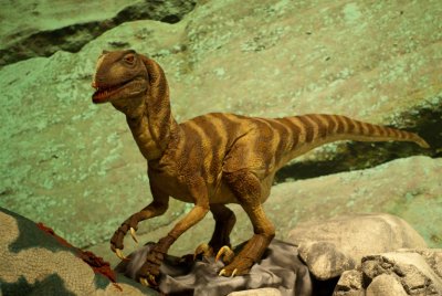 A Raptor.jpg
