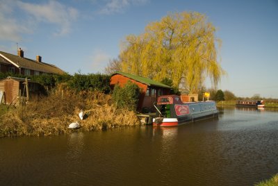 Canalside swans