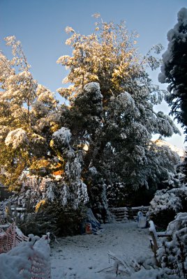 Tree back garden.jpg