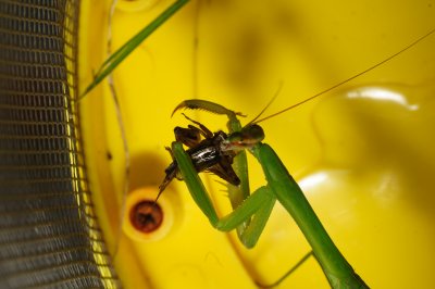 mantis-c11.jpg
